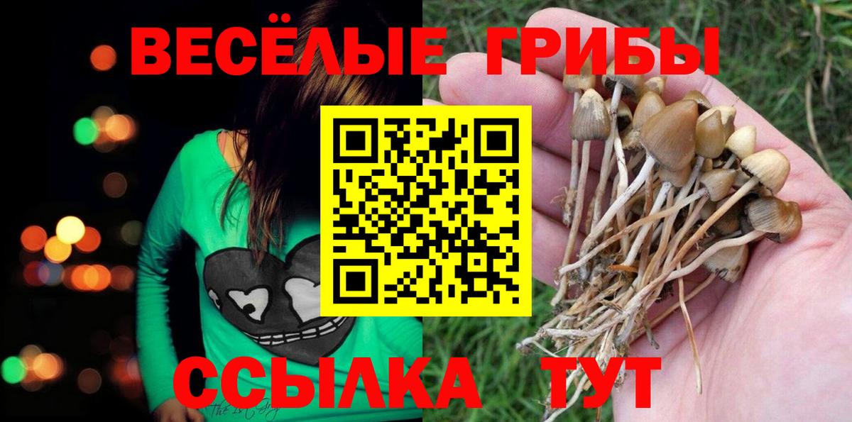 Брянск  Галлюциногенные грибы прущие грибы  Вход с VPN 