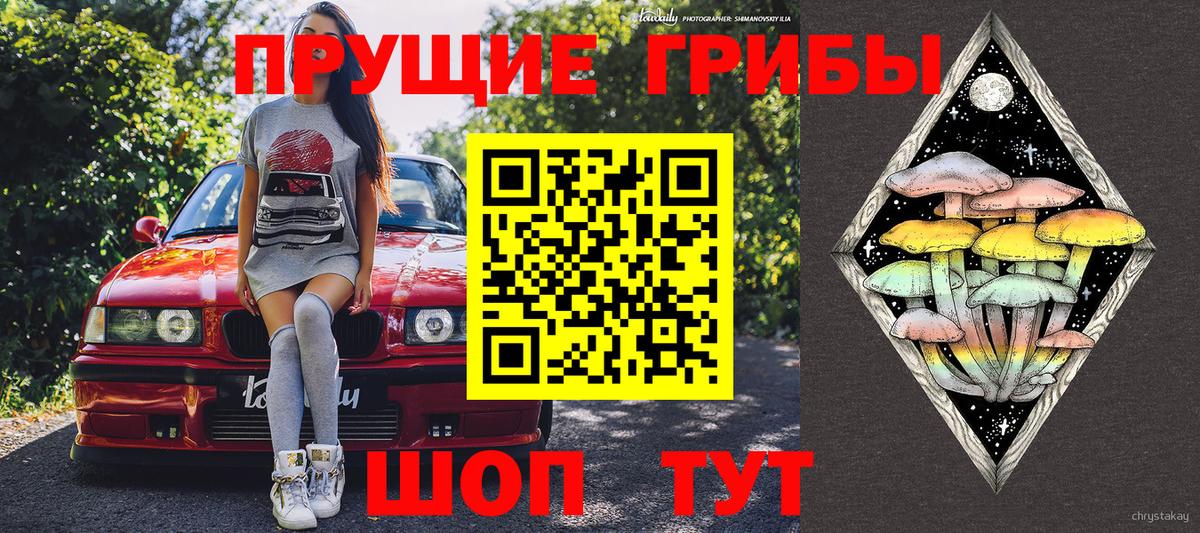 Галлюциногенные грибы Psilocybe Брянск